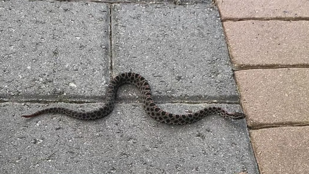 Alligators, snakes creep onto people's property as Ian flooding worsens