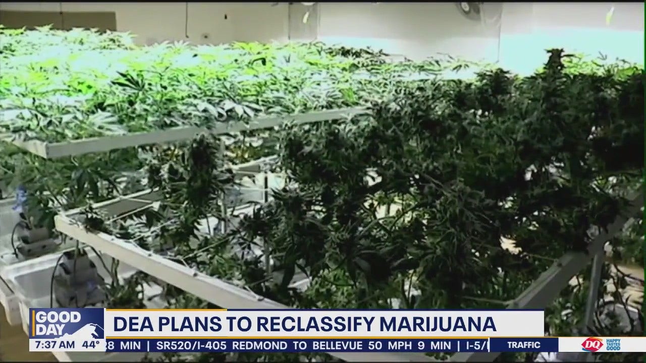 DEA Plans To Reclassify Marijuana | FOX 13 Seattle