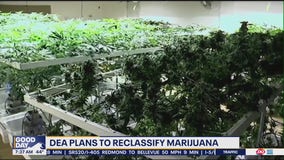 DEA plans to reclassify marijuana