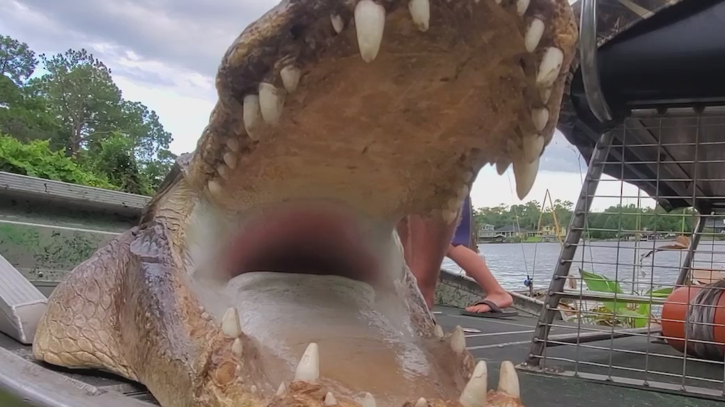 Florida's 2022 alligator hunting season begins