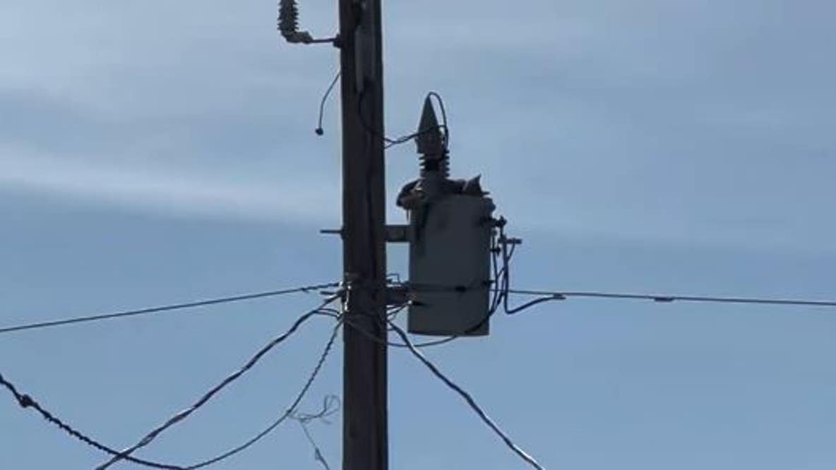 Cat rescued from utility pole after 2 days
