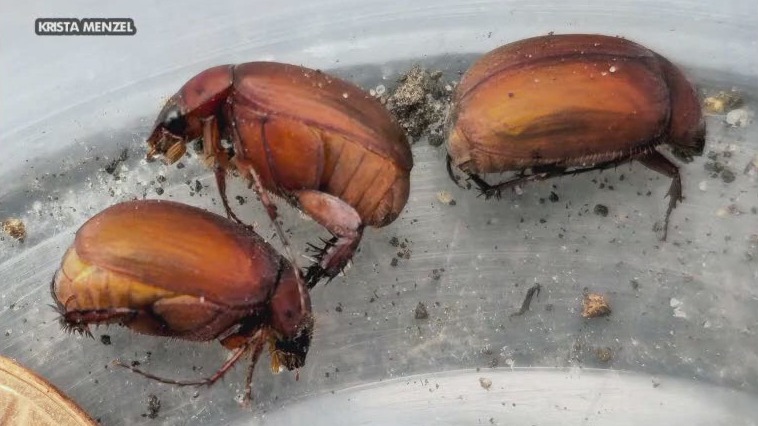 Invasive beetle found in MN for first time