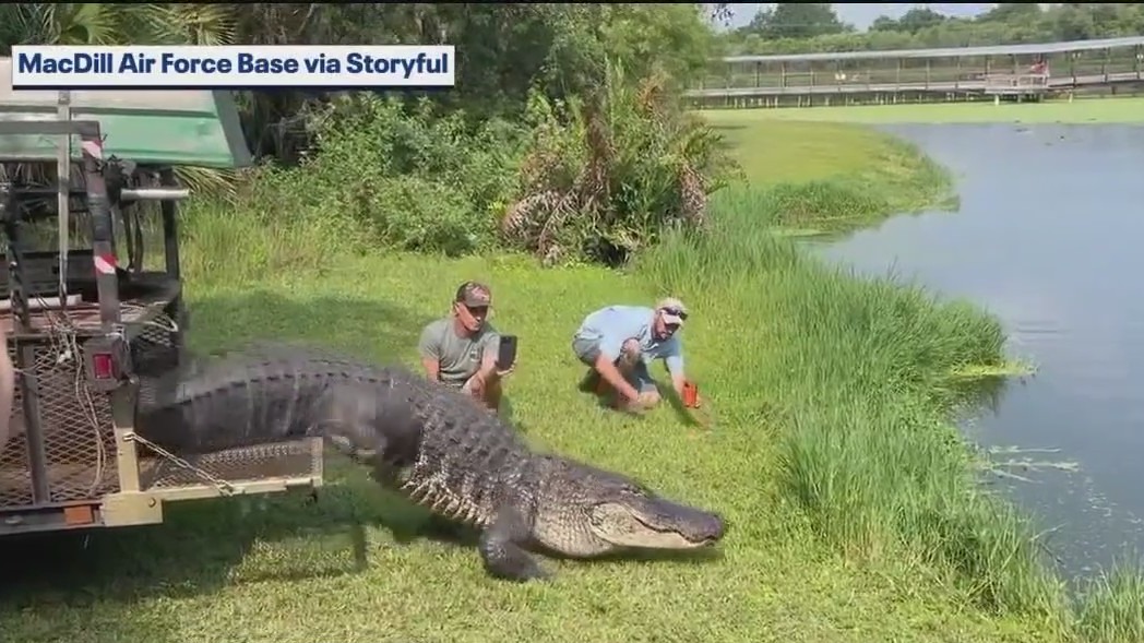Massive alligator relocated after showing up Florida base