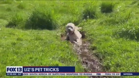 Liz's Pet Tricks for Friday, May 12
