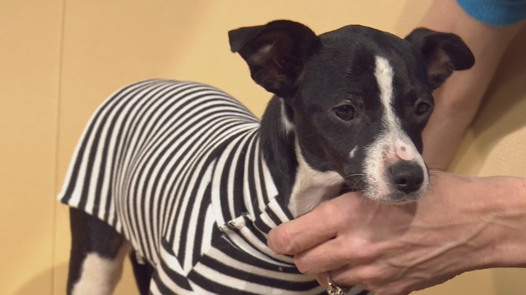 Pet of the Week: Scarlet from Bastrop County Animal Services
