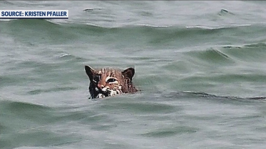 Bobcat spotted swimming in Gulf of Mexico