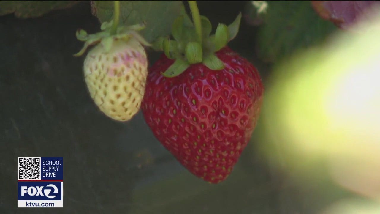 Watsonville Strawberry Festival kicks off this weekend, a hopeful sign