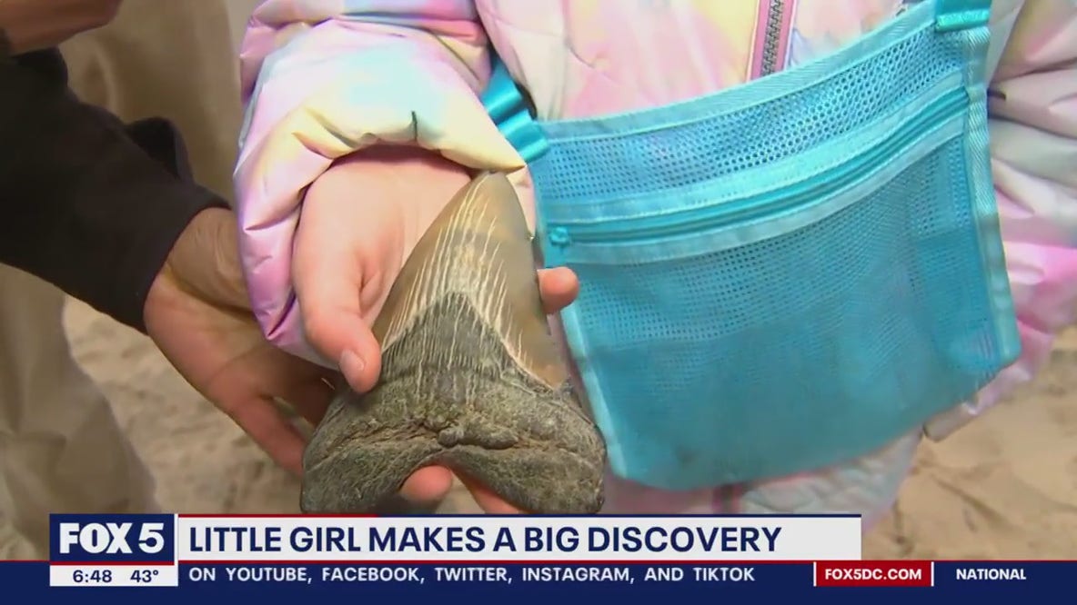Maryland girl finds Megalodon tooth along Calvert County beach