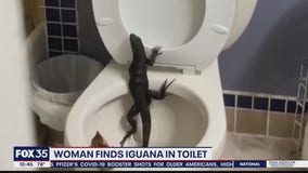 Florida woman finds iguana in her toilet