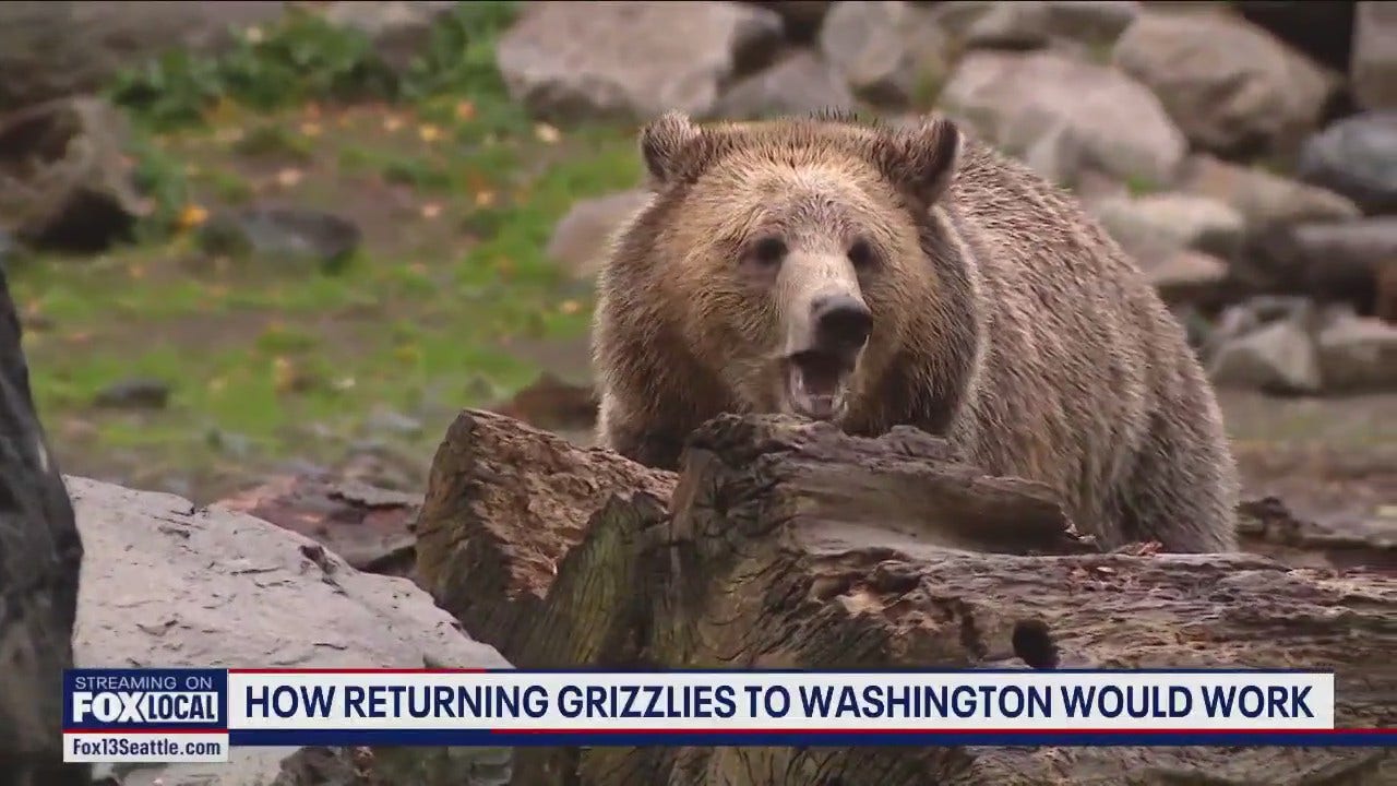 A Look At The Possible Reintroduction Of Grizzly Bears To Washington ...