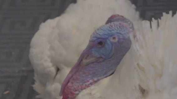 MN turkeys being pardoned by President Biden