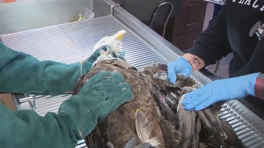 Injured bald eagle in Florida being treated