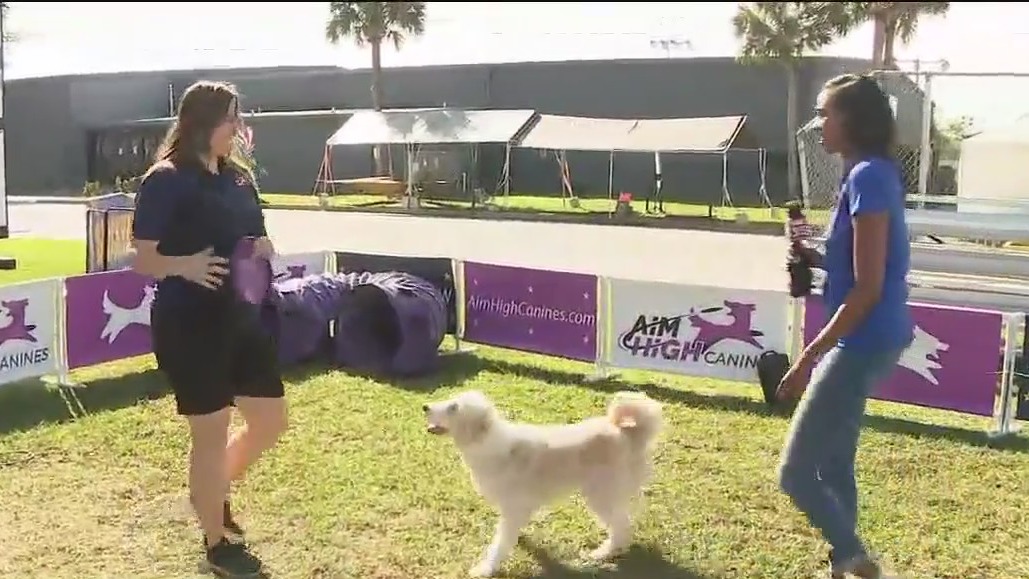 Central Florida fair 2024: Preview of dog stunt show