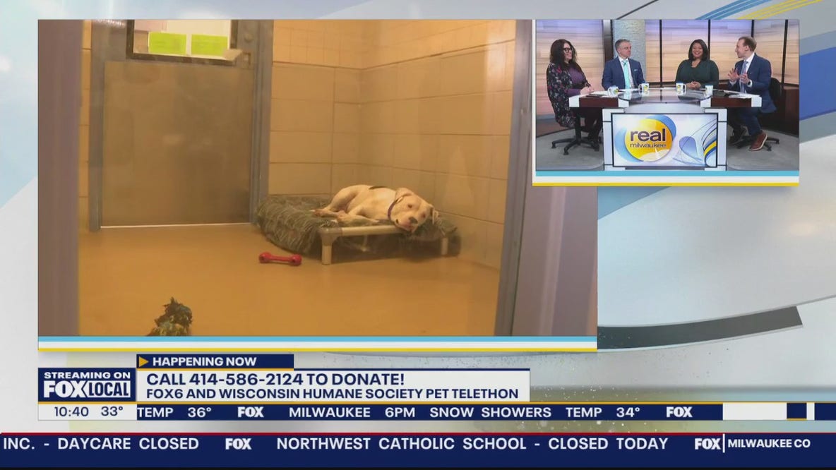 FOX6 and Wisconsin Humane Society Pet Telethon