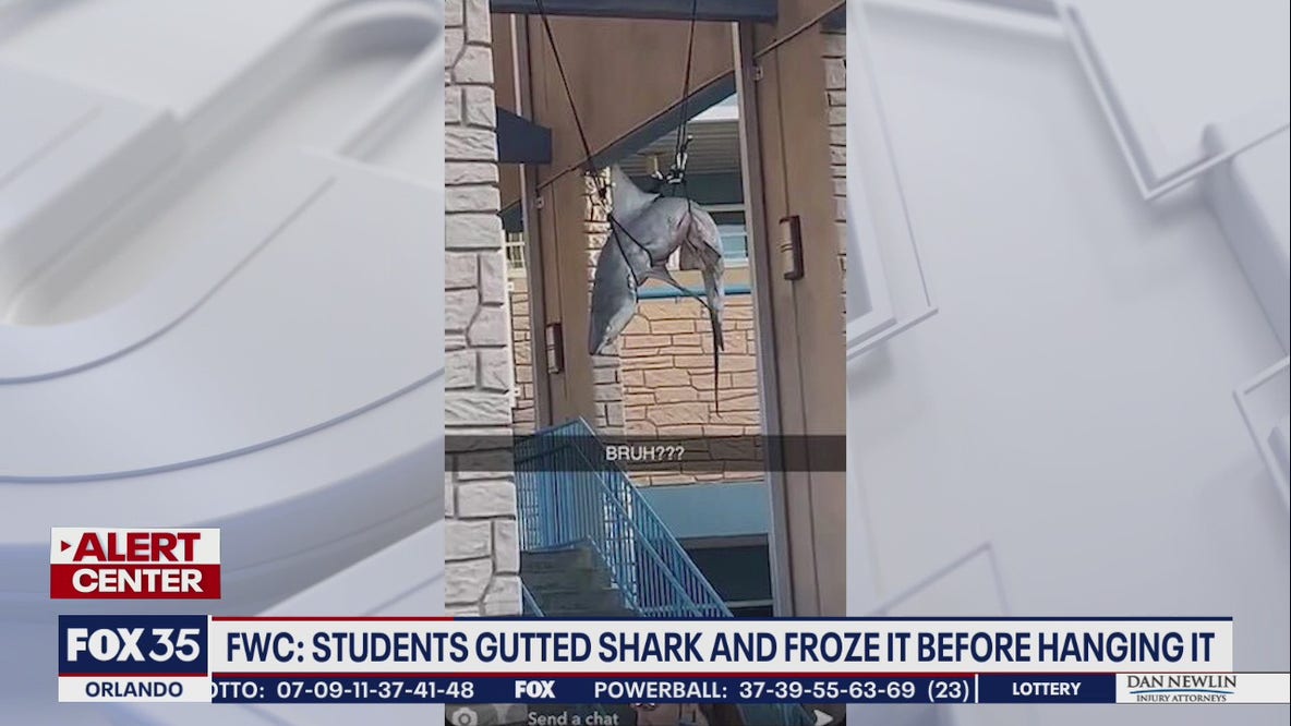 FWC: Students gutted shark, froze before hanging it at school