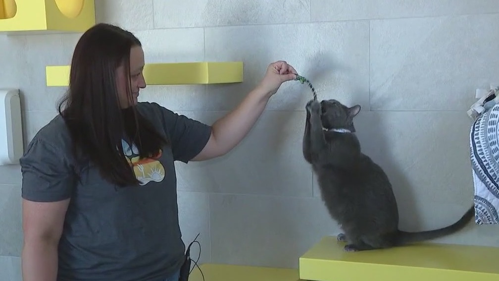 These cats at Arizona Humane Society are looking for jobs