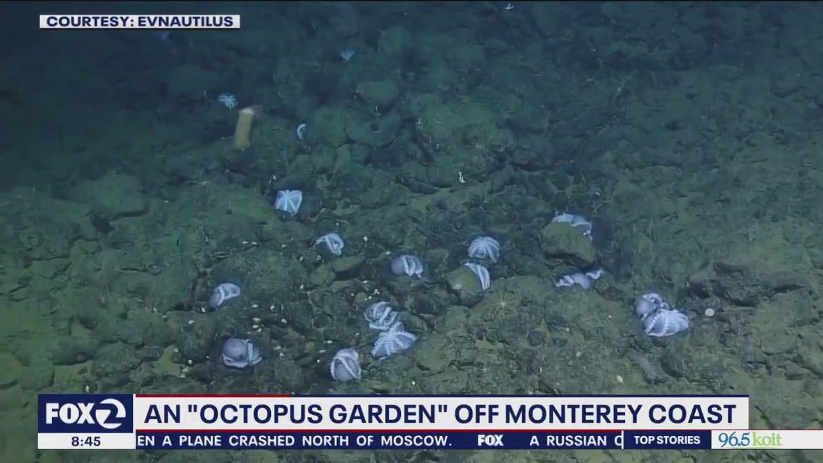 'Octopus garden' off California coast explained
