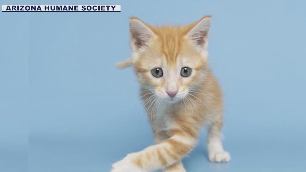 Kitten up for adoption after ceiling rescue