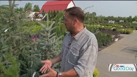 Dale K on the best evergreens for your yard