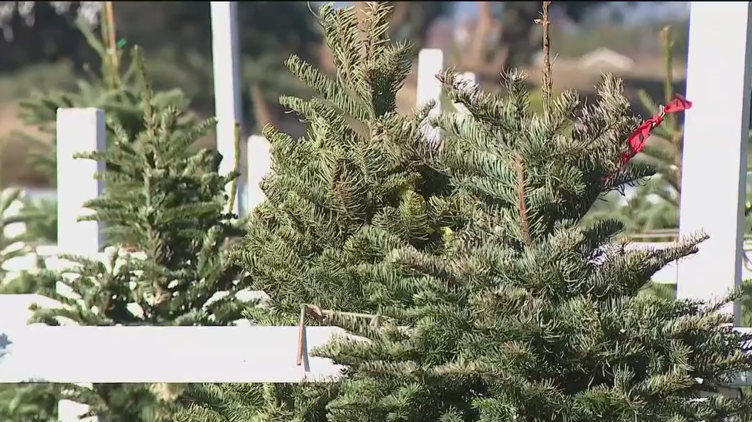 Christmas trees on sale before Thanksgiving as demand goes up