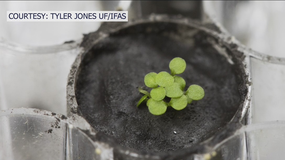 UF scientists grow plant in moon soil