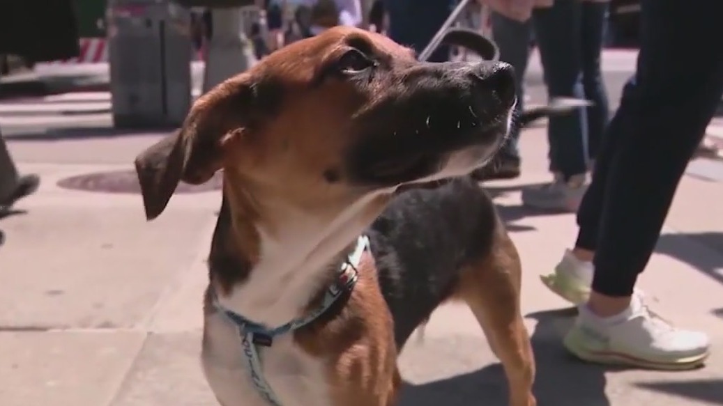 Dog-killing flatworm discovered in SoCal