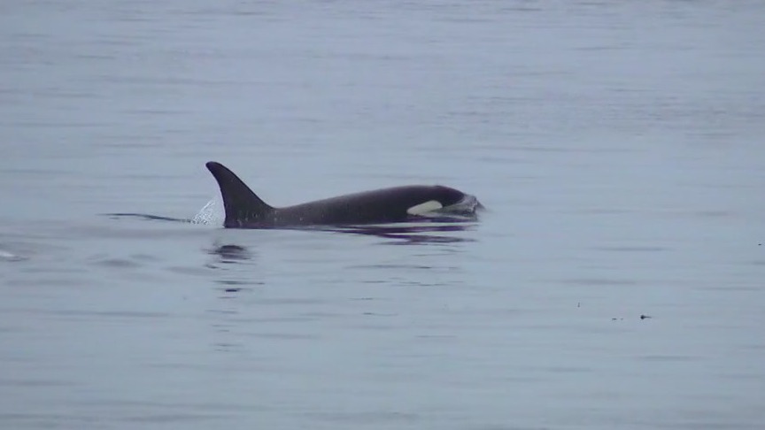 Orcas sink boats on purpose and a new use for dirty diapers