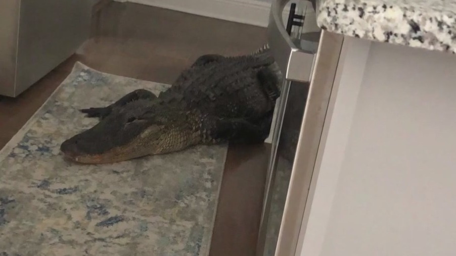 'Only in Florida:' Seven-foot alligator wriggles way into Venice woman's home