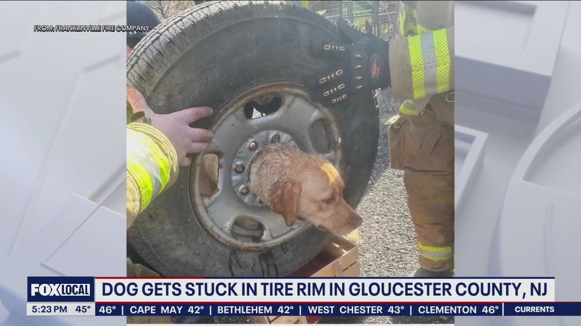 Firefighters in New Jersey free curious dog that got head stuck in rim