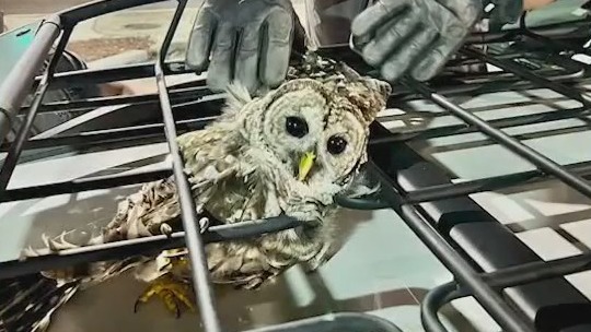 Owl gets stuck in truck's roof