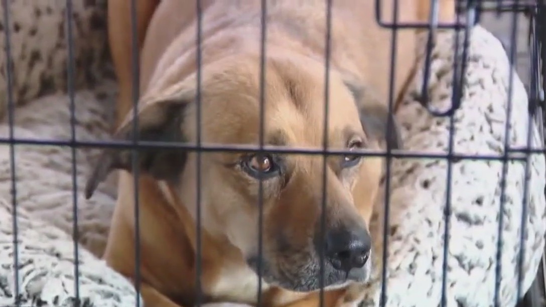 Dogs with bite history should be euthanized, Austin city staffers say