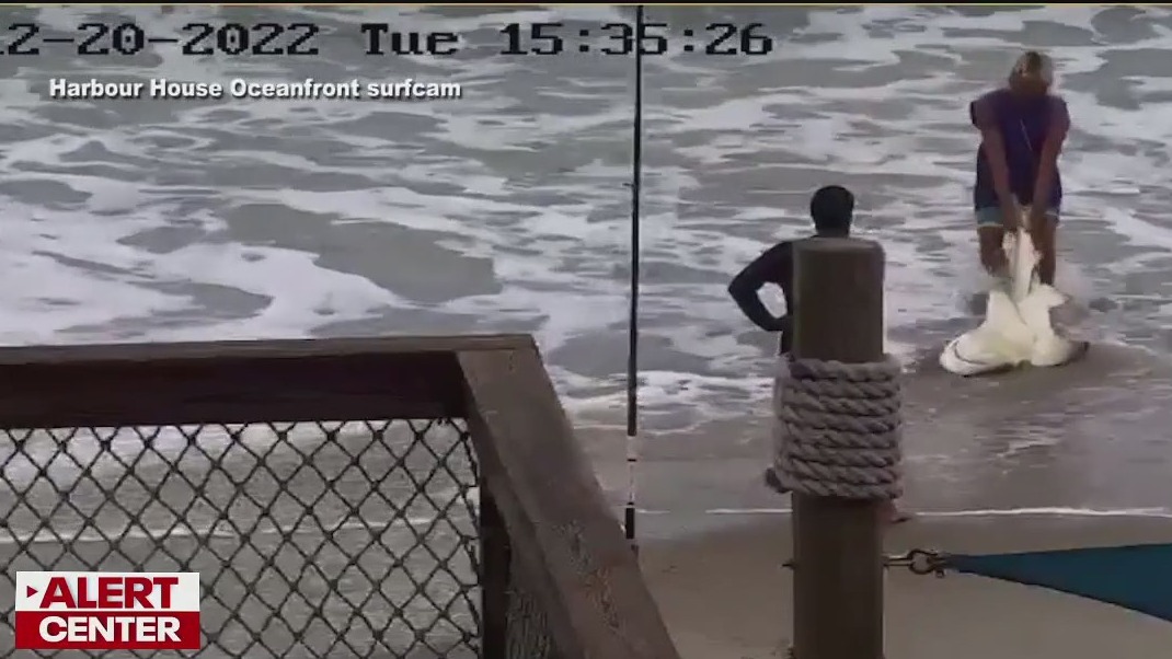 Man facing charges after allegedly hitting shark with hammer