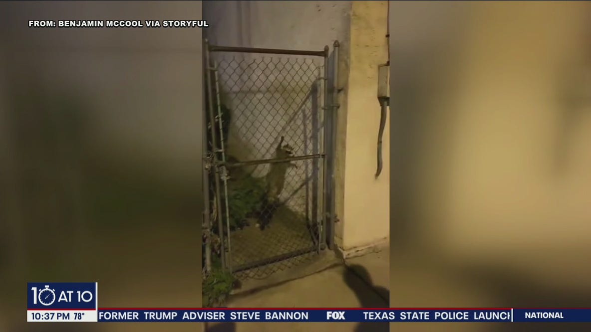 Watch: Man attacked by raccoon while walking in South Philadelphia