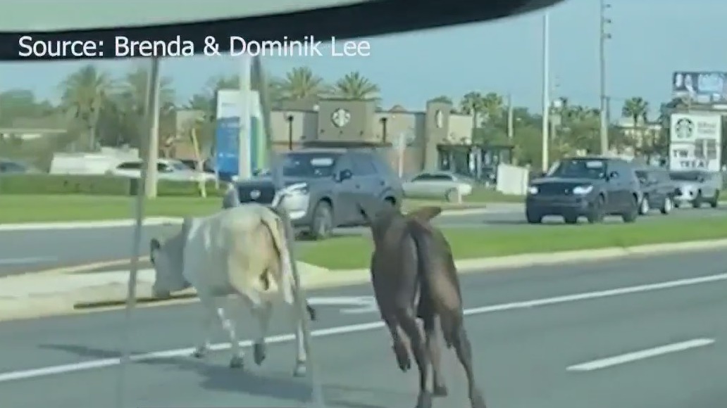 Moo-ve over: Cows dart across Florida highway