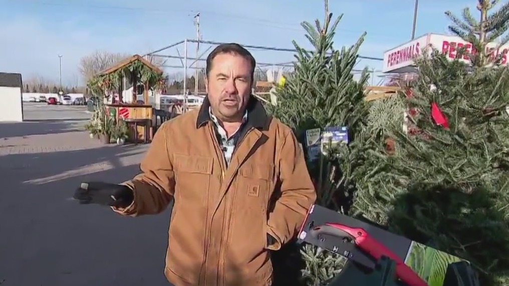 Christmas tree care tips from Dale K