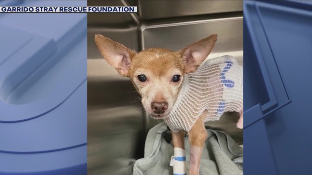 Chicago woman stabbed chihuahua several times while teen was on walk: police