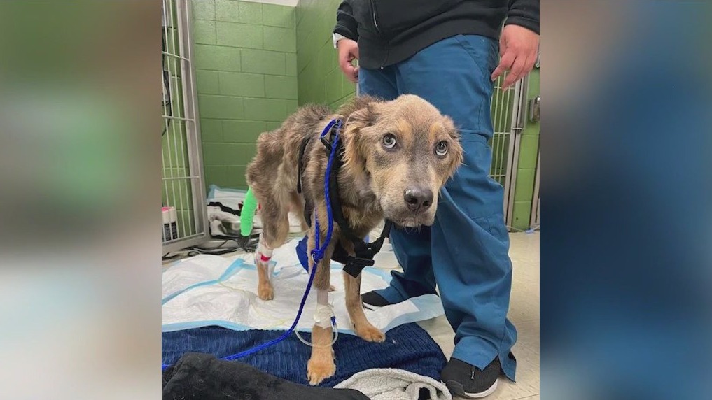Emaciated dog at Chicago animal rescue holding strong in recovery