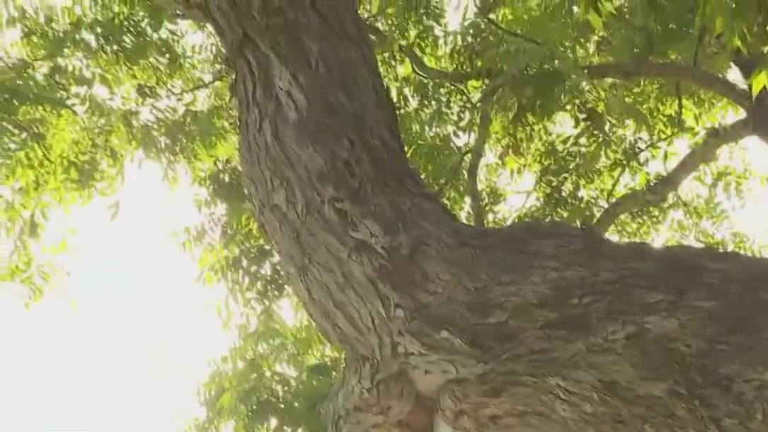 Barton Springs pecan tree 'Flo' celebrated