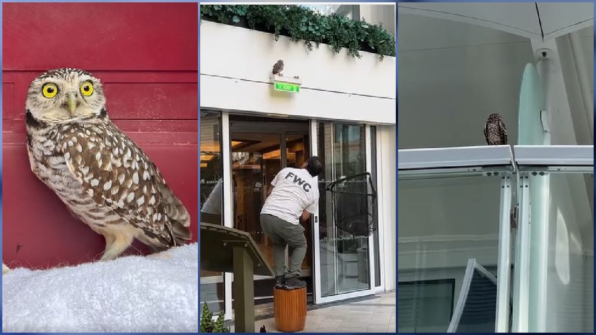 OOPS! Owl accidentally boards cruise ship, gets 2-week Caribbean vacation
