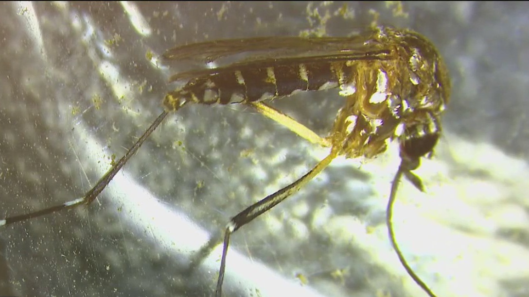Santa Clara County to begin spraying for dangerous non-native mosquitos