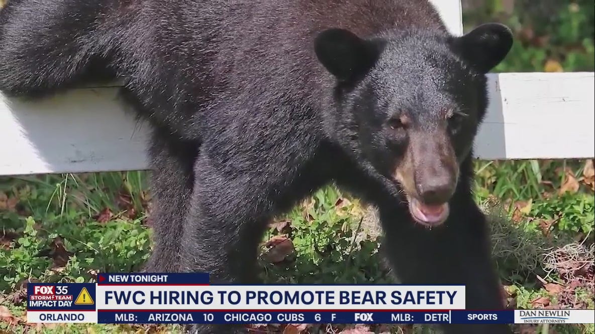 FWC hiring contractors to help with bear encounters