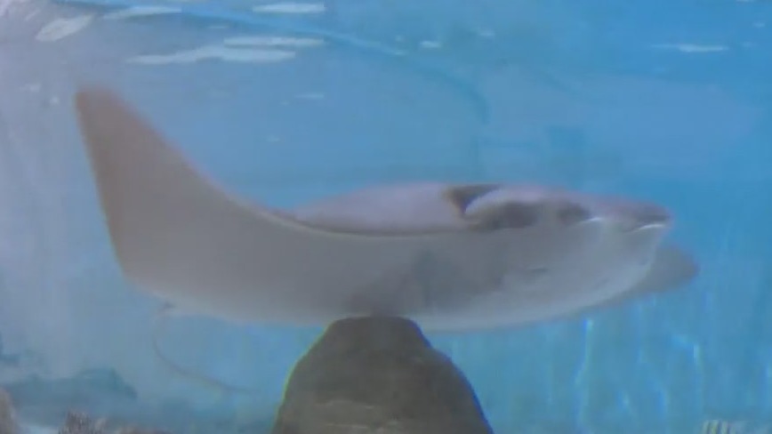 2 people stung by stingrays at beach in Volusia County