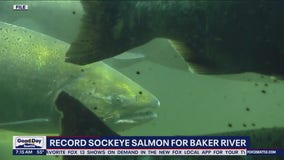 Record sockeye salmon for Baker River