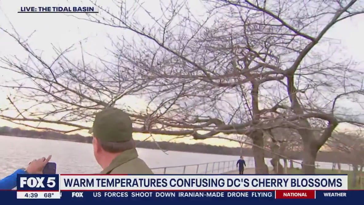 Warm temperatures are confusing DC's Cherry Blossoms