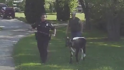 Muskego officer wrangles runaway calf