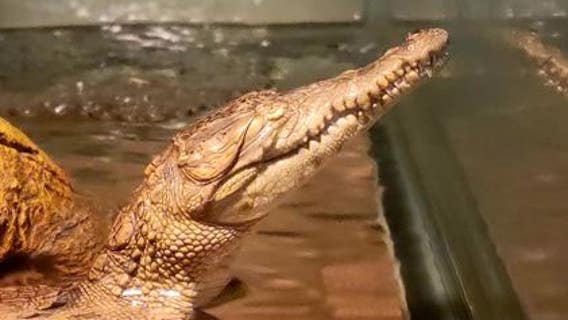 Baby crocodile born without eyes swims around
