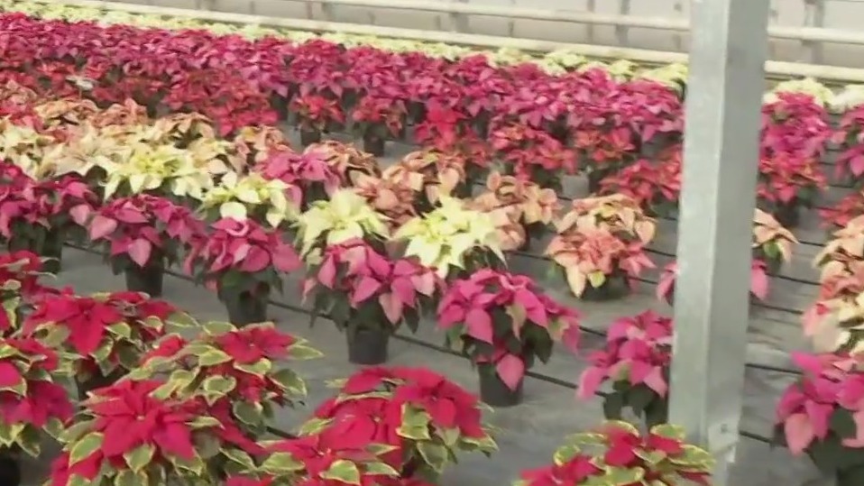 Poinsettia farm in Farmington: Behind the scenes