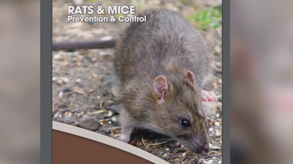 Vermin in rodent form invade parts of the Bay Area