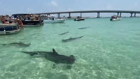 Hammerhead sharks surround boaters