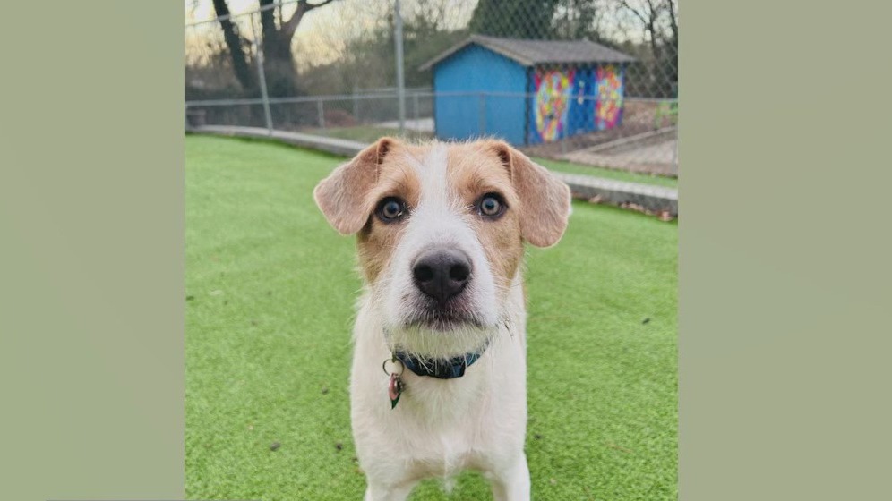 Meet Bunker and Sunbeam: Our Pets of the Day